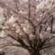 You want cherry blossoms we got cherry blossoms