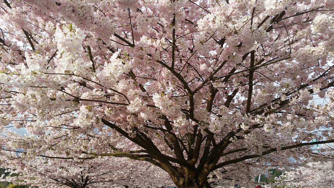 White blossoms