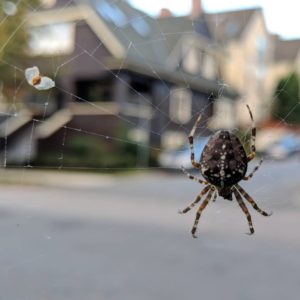 an orb weaver with a seed stuck in its web