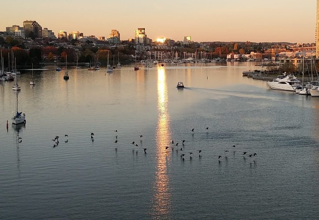 Geese on False Creek