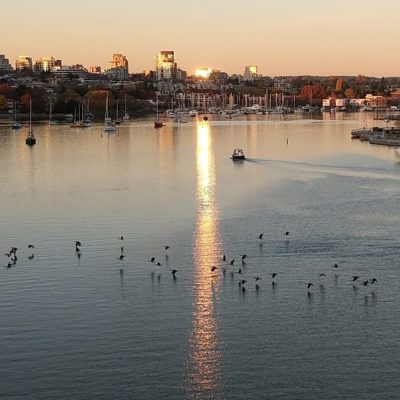 Geese on False Creek