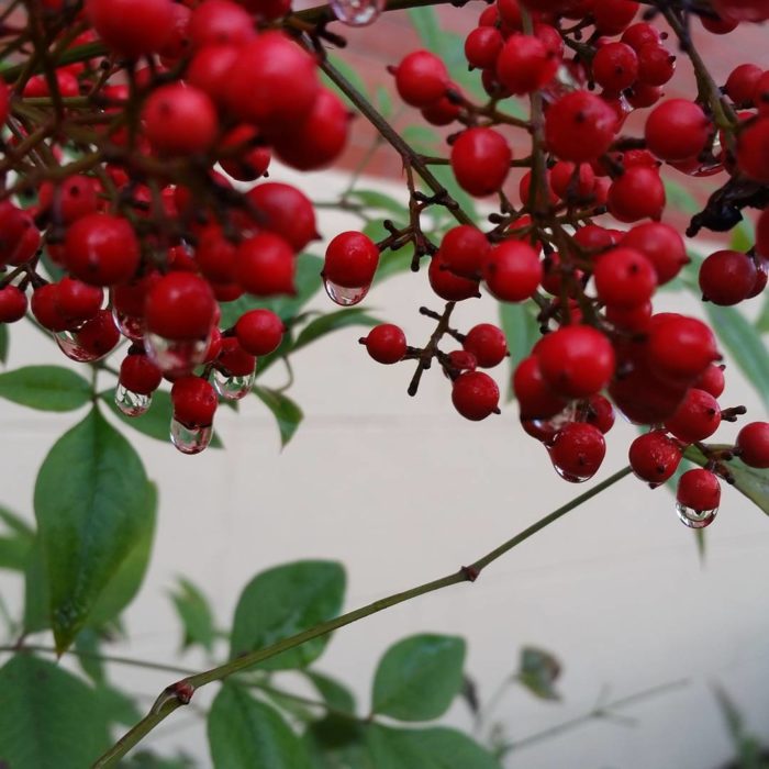 Red berries dripping with water