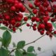 Wet berries