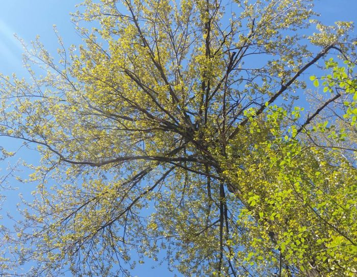 A tree covered in small green leaves