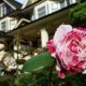 Mole Hill rose