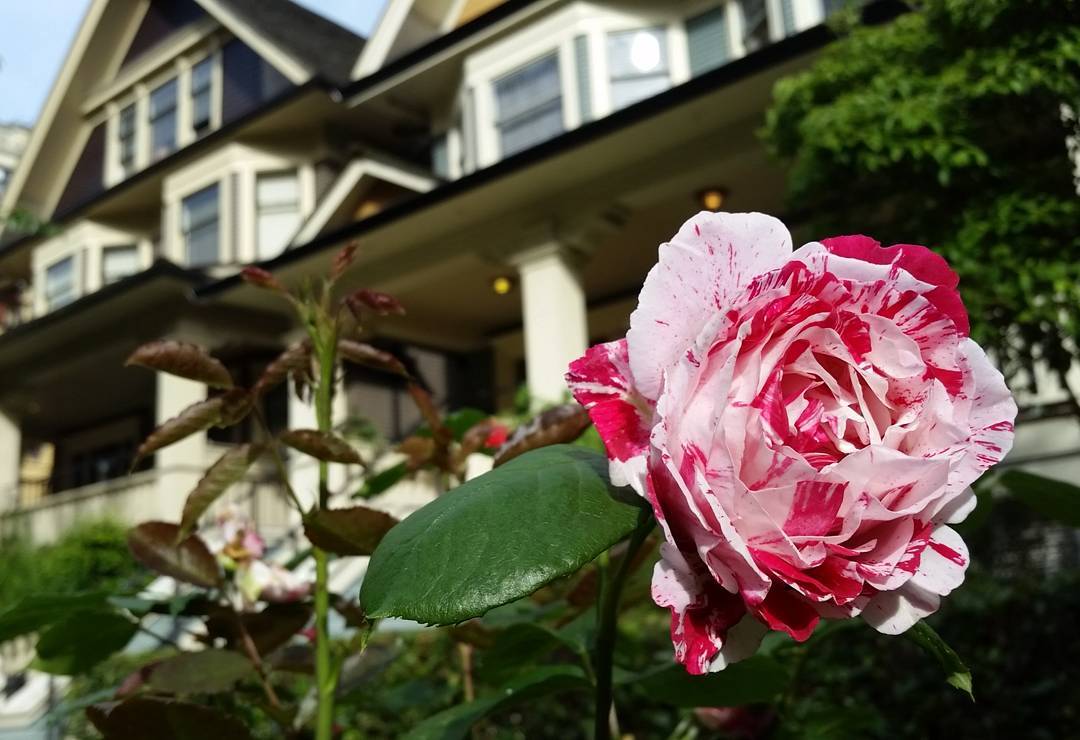 A rose with houses in the background