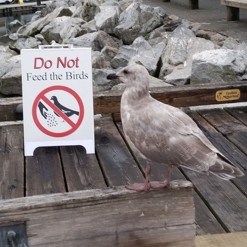 Seagull and sign