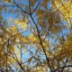 Mellow yellow