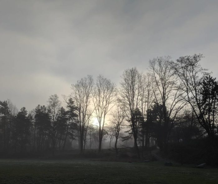 Sun behind fog and trees