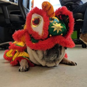 A pug in a lion costume