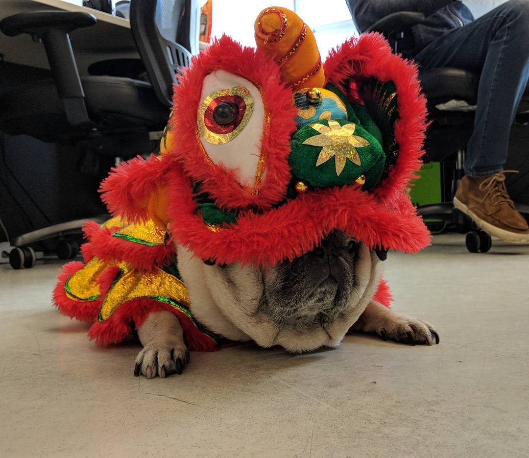 A pug in a lion costume