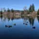 Como Lake with duckies
