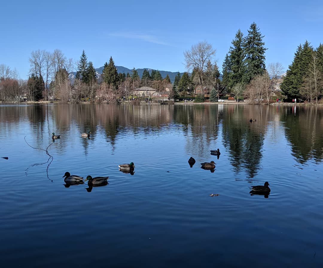 Como Lake with ducks and reflected trees