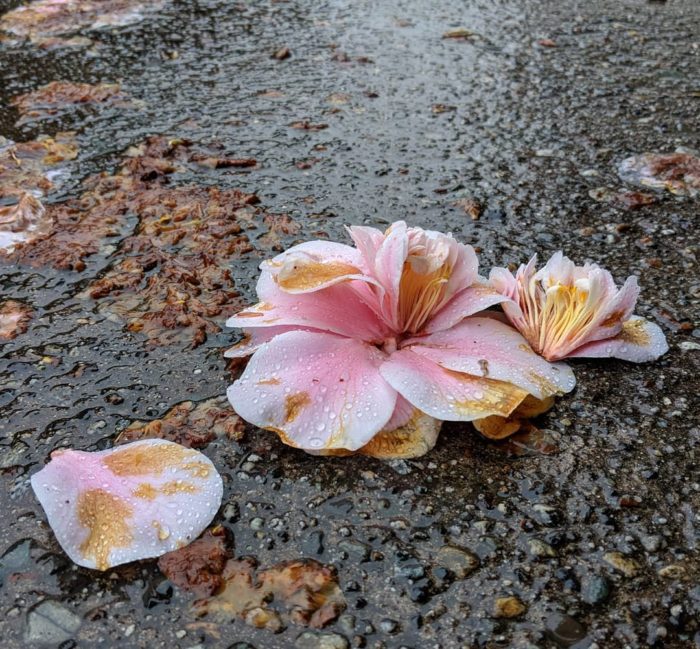 Sad flowers on the wet pavement
