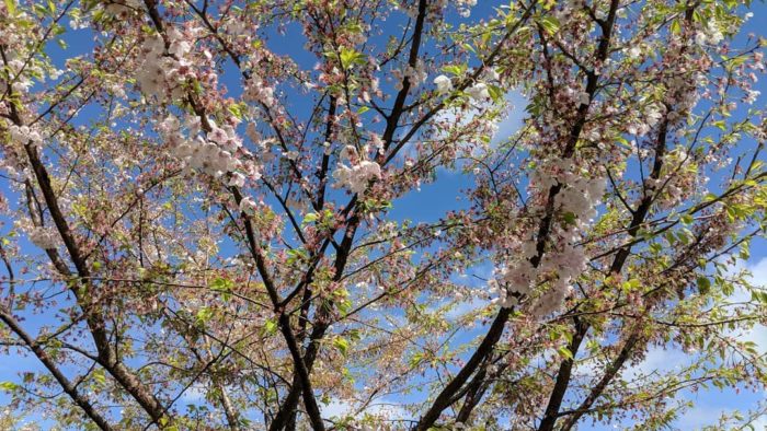 A few pink flowers on branches