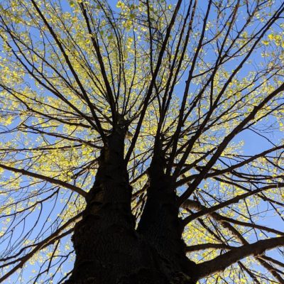 Tree with small green leaves