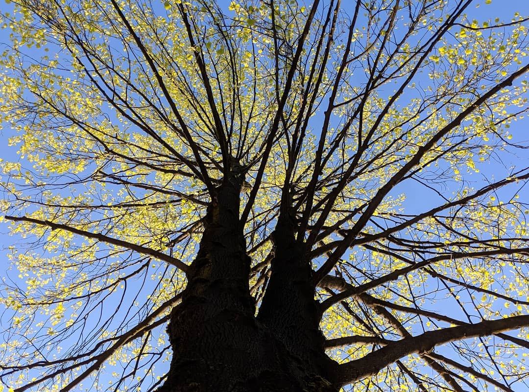 Tree with small green leaves