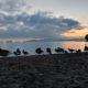 Geese on the beach