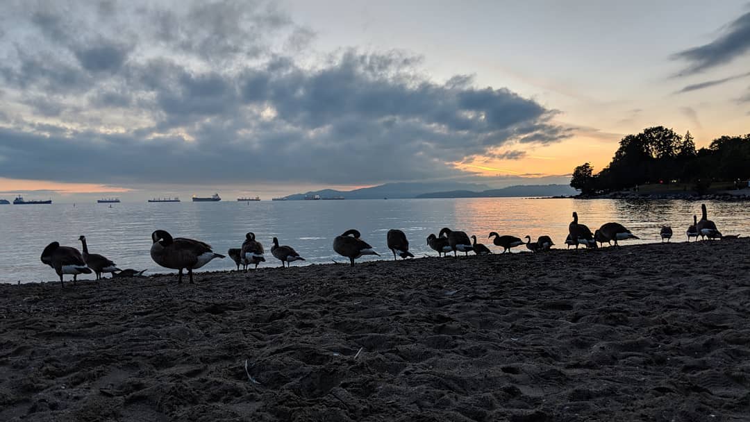 Canada geese on the beach