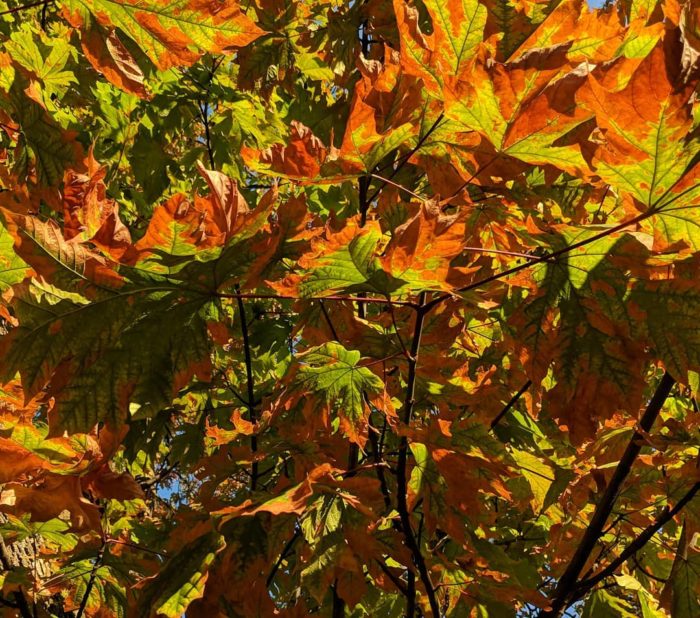 Orange and green leaves