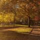Gold light at Nelson Park