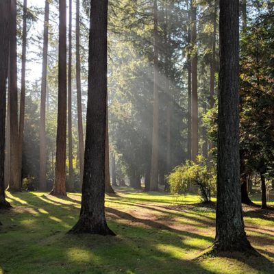 sunlight dancing among the trees