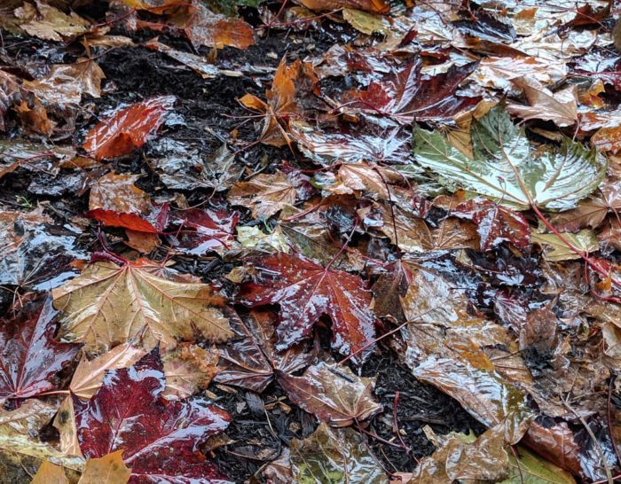 Wet fallen leaves