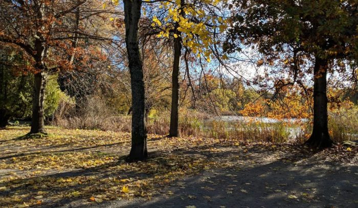 Trees and fallen leaves