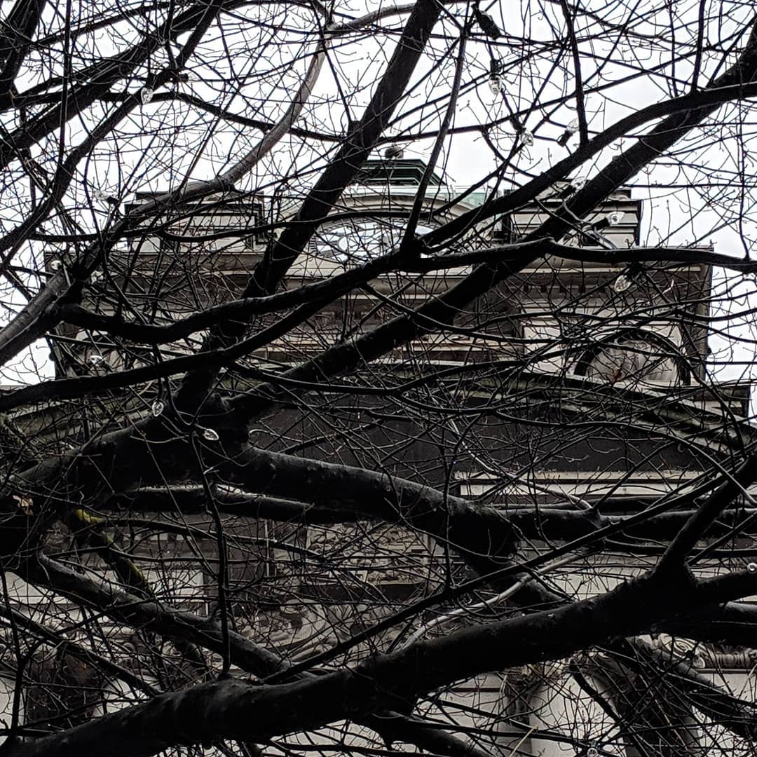 Bare branches and grey building