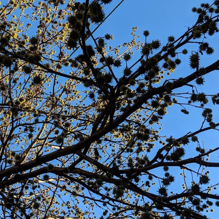 Chestnuts and their shadow