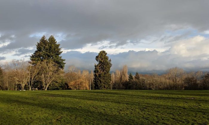 Trees and clouds