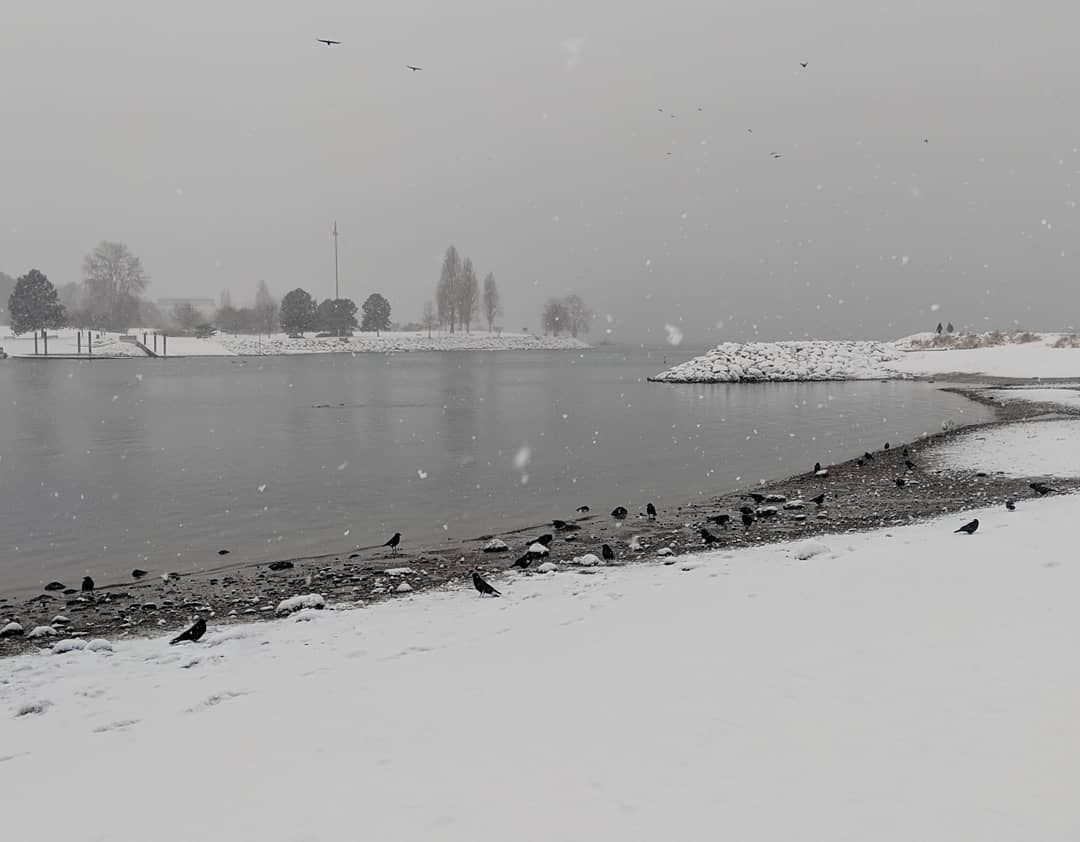 Crows on the beach