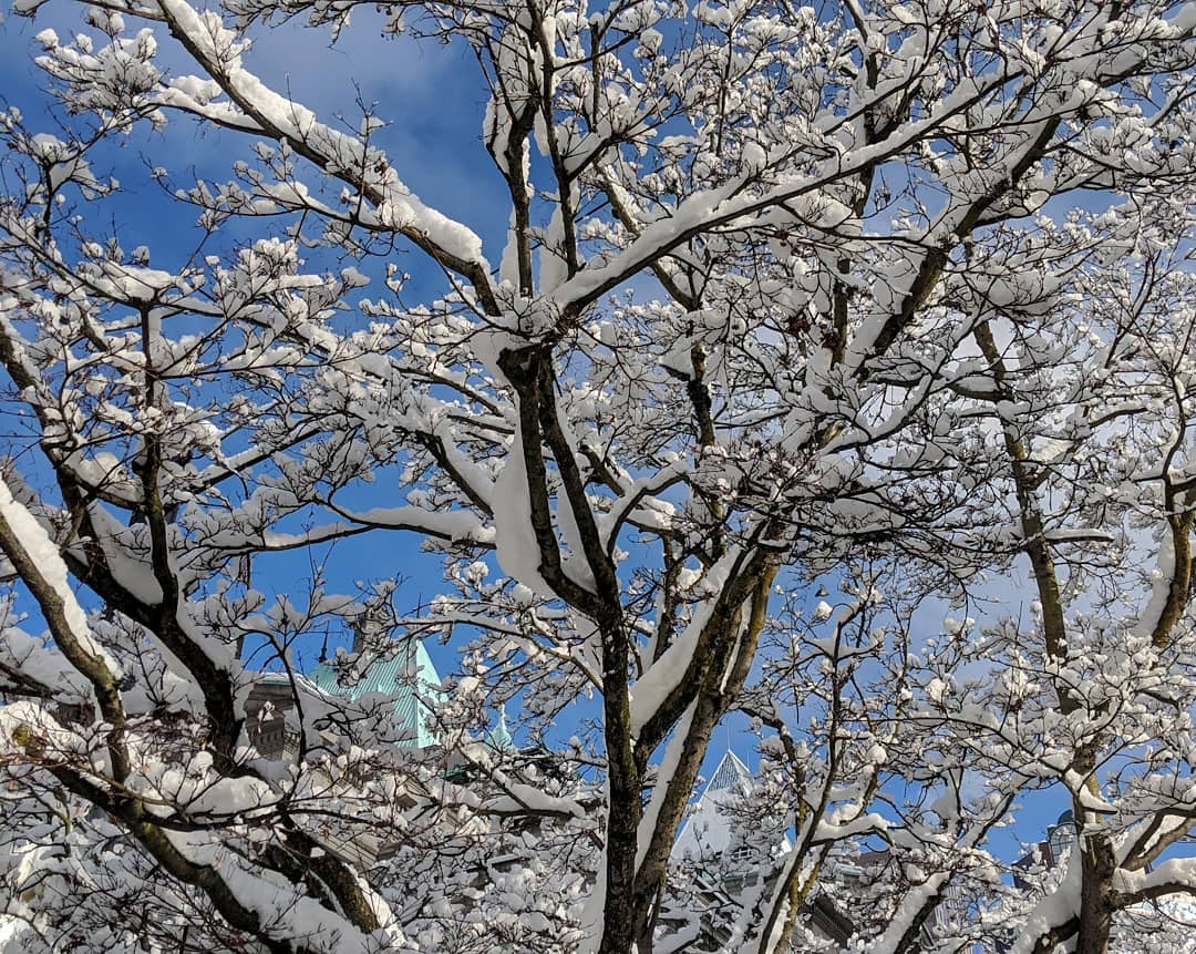 snow-clad branches and blue sky
