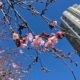 New blossoms
