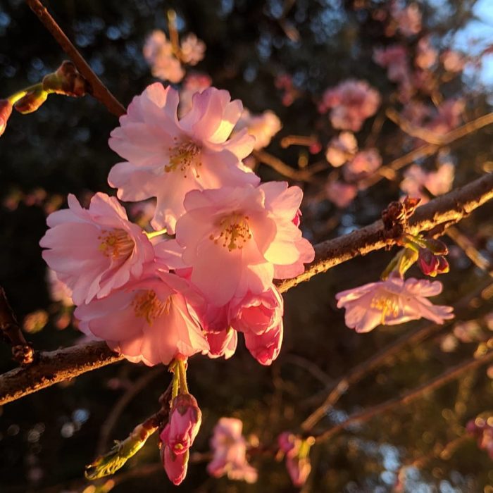 pink blossoms in the sunset