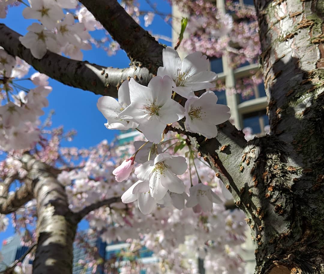 Pink and white blossoms