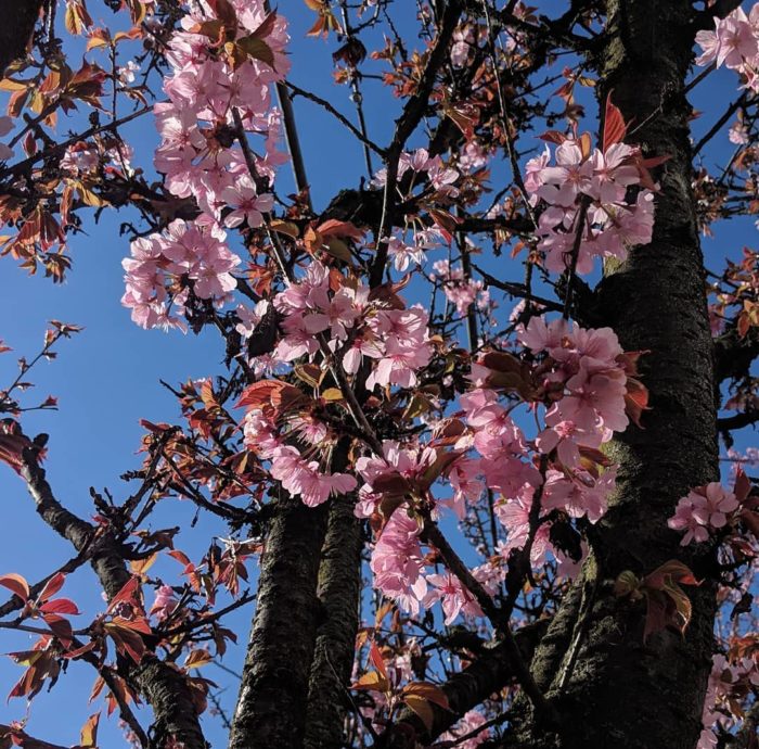 pink blossoms