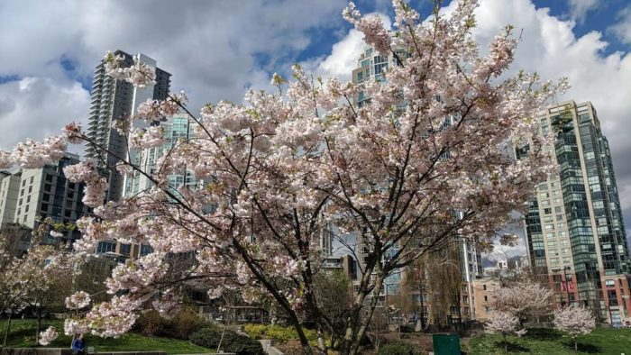 flowers and towers