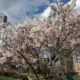 Flowers and towers
