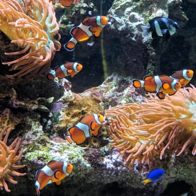 clownfish