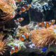 Clownfish
