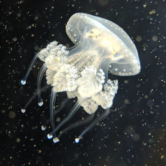 white jellyfish