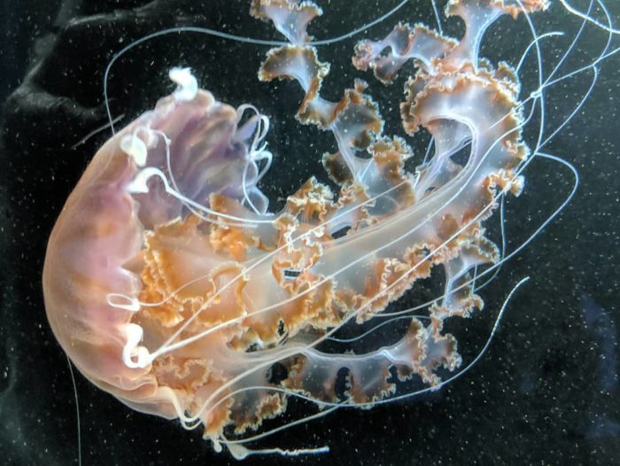 black sea nettle