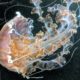 Black sea nettle