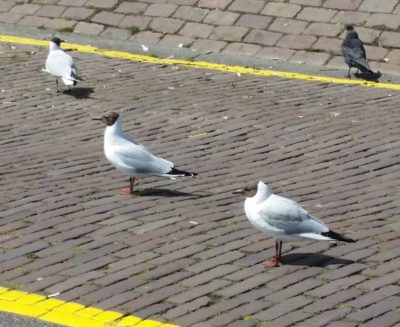 black-headed seagulls