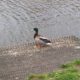 Delft duck