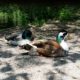 Ducks of some kind