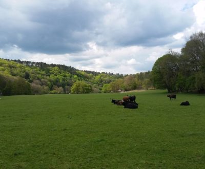 Some aurochs sitting in the green grass