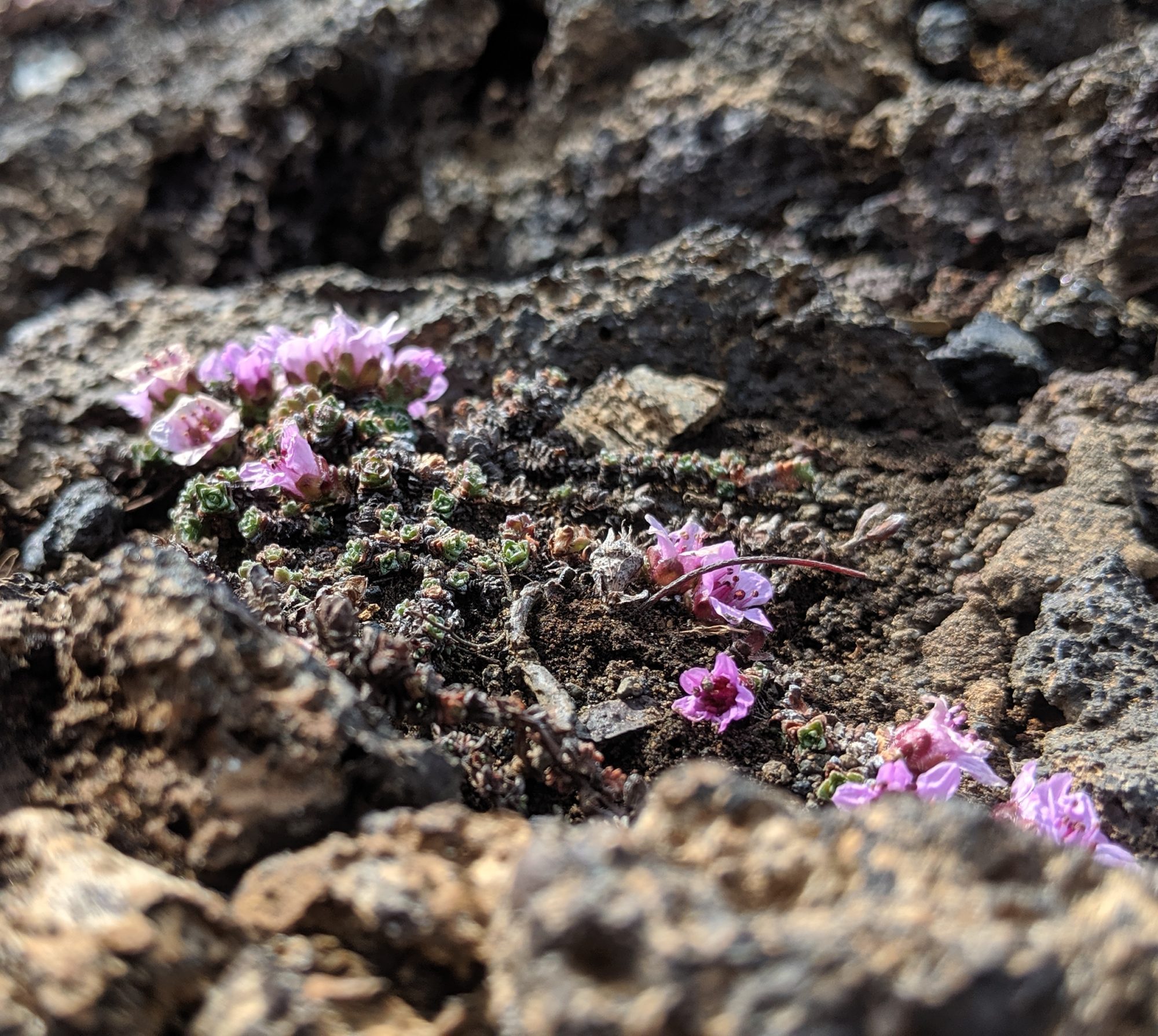 tiny pink flowers