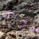 Tiny flowers